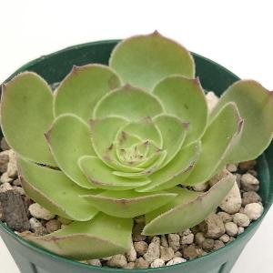 多肉植物 セダム属 サンライズマム カット極小苗 : 花と緑のはなここ