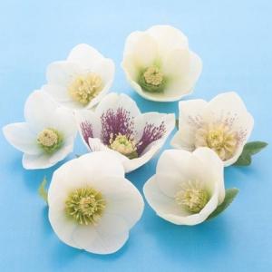 クリスマスローズ 一重咲きゴールド系シングル 9cmポット苗 松村