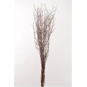 日限定10 ドライ コアトレーディング クジャクヤシ カリオタの実 小