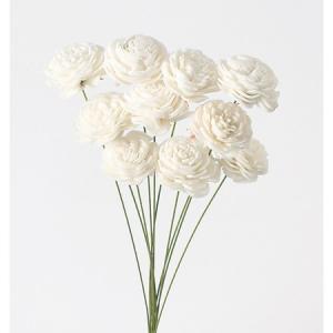 日限定10 ドライ コアトレーディング クジャクヤシ カリオタの実 小