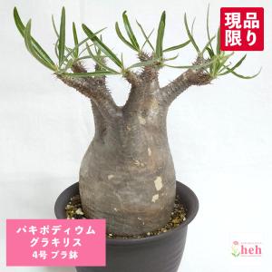 コーデックス：パキポディウム ビスピノーサム*塊根幅16cm 現品
