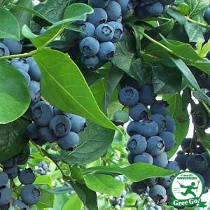 ブルーベリー 苗 【レガシー（ノーザンハイブッシュ系）】 2年生