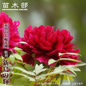 クリスマスローズ開花株 DD多弁咲き系プリマヴェーラ 284 現品限り