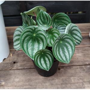 斑入り モンステラ・デリシオーサ・ボルシギアーナ