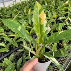 斑入り モンステラ・デリシオーサ・ボルシギアーナ