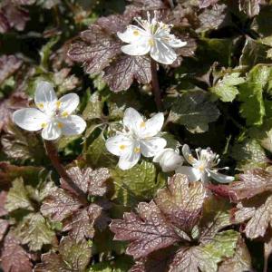 山野草 バイカオウレン 梅花黄連 : やまおか碧山苑ヤフー店 - 通販