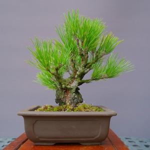 盆栽 松 樹齢5年 渾身の傑作 夢錦 黒松 ミニ錦松 飾りやすく育てやすい