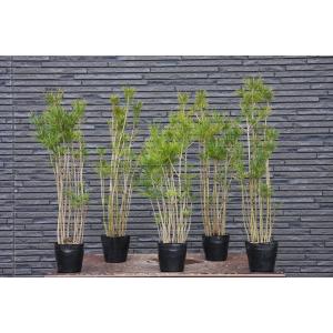 株）一樹園 夢錦松5本セット 小品盆栽／樹齢6年 : 一樹園 - 通販