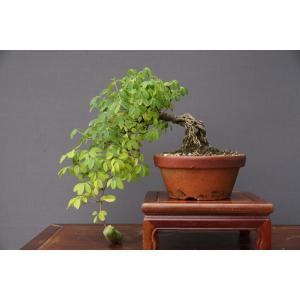 株）一樹園 夢錦松5本セット 小品盆栽／樹齢6年 : 一樹園 - 通販