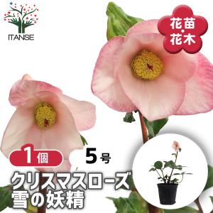 完全生産者限定品 クリスマスローズ ゲス guess 花 苗 鉢植え 5号