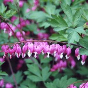 礼文アツモリソウ 花1芽株 : 岩崎園芸ネットストア Yahoo店 - 通販