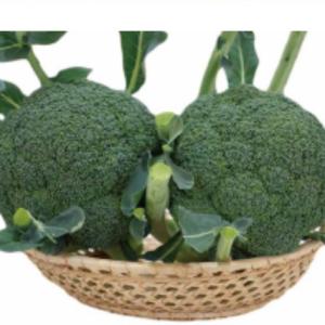 SK9-099 ブロッコリー種子 2000粒 【野菜種子】【サカタのタネ