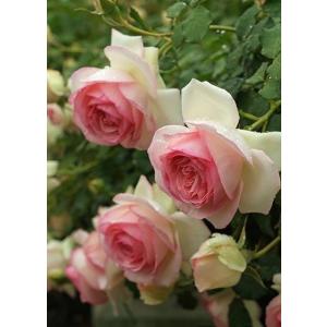 バラ苗 ルージュピエールドゥロンサール (大苗) つるバラ 四季咲き