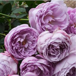 予約販売 バラ苗 バラ大苗 ロサ オリエンティス ルクソール 品種登録