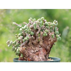 Othonna macrosperma/オトンナ・マクロスペルマ : 大木ナーサリー