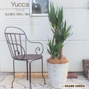 観葉植物 おしゃれ 希少品種 ユッカ デスメティアーナ 8号 現品 レア