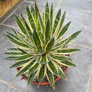 アガベ サングロー 新築祝い ドライガーデン ロックガーデン