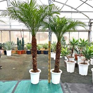 ココスヤシ 10号 耐寒性観葉植物 スクエアデザイン鉢植え リゾート