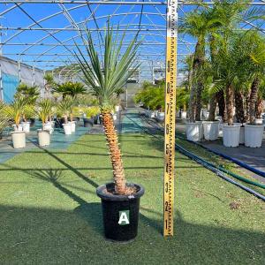 ディクソニア・アンタルクティカ ヘゴシダ ベアルート 観葉植物 お祝