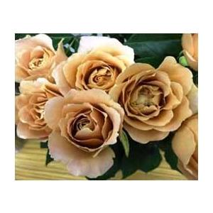 2026年2月】バラ 切り花品種のおすすめ人気ランキング - Yahoo