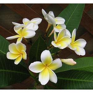 7号鉢：大株 プルメリア（レモンサンセット） 2〜3本立ち（枝物） 7号