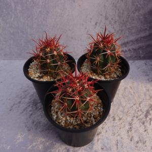 サボテン：フェロカクタス 赤鳳（せきほう）実生*幅4cm : 遊恵盆栽