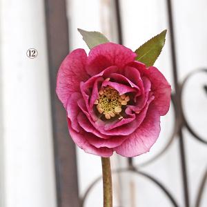 クリスマスローズ ピンクニゲル 広瀬園芸さん 4.5号鉢 送料無料 鉢花