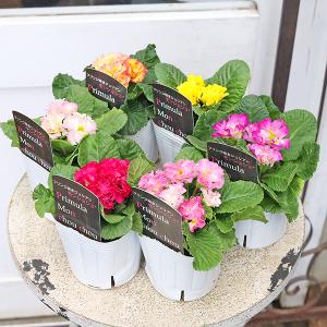 プリムラ 花 苗 バラ咲き ジュリアン ブライダルベル 1株 冬 鉢 寄せ