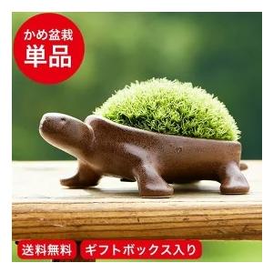 盆栽 特選：皐月(明美の月)現品*さつき サツキ Satsuki bonsai 小品
