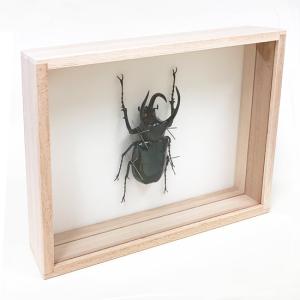 昆虫標本 ギラファノコギリクワガタ 桐箱 : ソプラノYahoo!店 - 通販