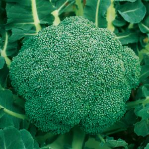 SK9-099 ブロッコリー種子 2000粒 【野菜種子】【サカタのタネ