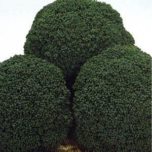 SK9-099 ブロッコリー種子 ペレット5000粒 【野菜種子】【サカタのタネ