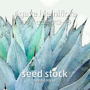 アガベの種子 オテロイ Agave oteroi : SEEDSTOCK ヤフーショップ