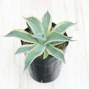 アガベ・スノーグロー Agave Snow Grow 新築祝い ドライガーデン