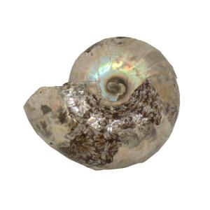 オルソセラス 直角貝 化石 プレート（約1061.5g）スタンド付き