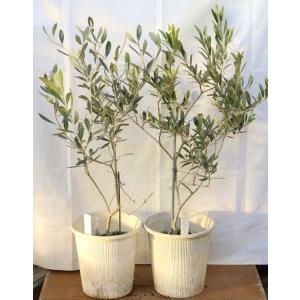 観葉植物 SOUJU（創樹）ブランド：オリーブの木*5号 ピクアル Picual