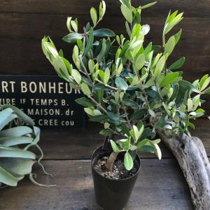 観葉植物 SOUJU（創樹）ブランド：オリーブの木*5号 ピクアル Picual