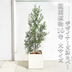 オリーブ オリーブの木 観葉植物 10号 大型 キューブ型 高級鉢カバー付