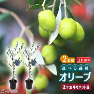 オリーブ 株立ち大苗 （全9品種） 4年生 7号ポット苗 【 選べる品種