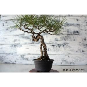 盆栽 『赤松』 和風 インテリア 松 春 園芸 ガーデニング オブジェ