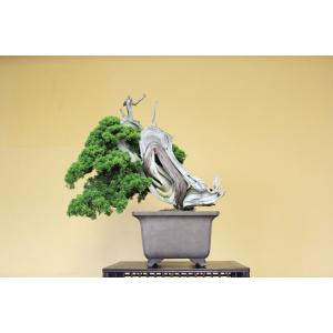 大品盆栽：特選糸魚川真柏*【大型ヤマト便配送】現品 しんぱく