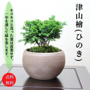 津山檜盆栽 ミニ盆栽 bonsai ぼんさい ひのき 初心者 入門 ギフト