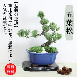 盆栽 松 樹齢5年 渾身の傑作 夢錦 黒松 ミニ錦松 飾りやすく育てやすい