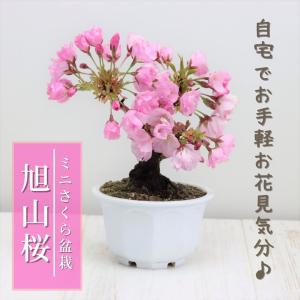 桜盆栽 旭山桜(一才桜) 小品盆栽 ミニ盆栽 bonsai さくら 桜 盆栽