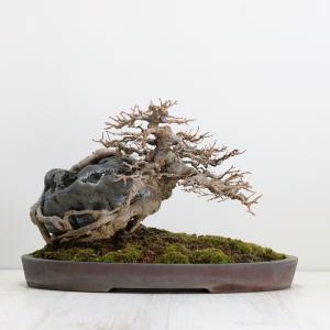 大品盆栽：極上糸魚川真柏石付き 現品 しんぱく シンパク Shinpaku