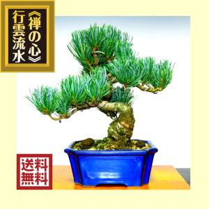 盆栽 松 樹齢5年 渾身の傑作 夢錦 黒松 ミニ錦松 飾りやすく育てやすい