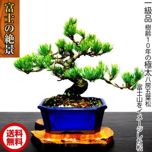 盆栽 松 赤松 樹高 約16cm あかまつ Pinus densiflora アカマツ red