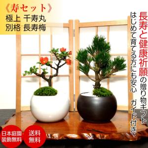 盆栽 松 錦松 樹齢13年 渾身の傑作 極太幹の「夢錦」 : 和心盆栽