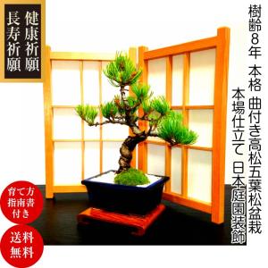 盆栽 松 樹齢5年 渾身の傑作 夢錦 黒松 ミニ錦松 飾りやすく育てやすい