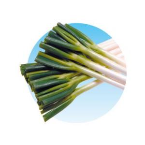 トキタ種苗 ネギ 葱 ねぎ 冬月の雫 コート5000粒 : 種苗・園芸ショップ